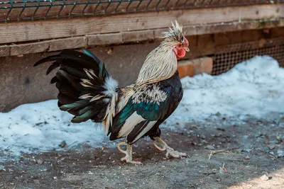 Садовая фигура \"Курица наседка с цыплятами\" белая 28х21см — купить в  Владивостоке по цене 449,0 руб за на СтройПортал