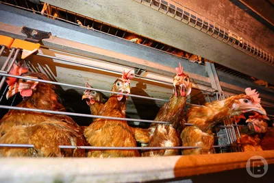 В Волгоградской области нашли небезопасные куриные окорочка