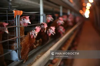 В Волгограде заметили исчезновение курицы с прилавков гипермаркетов - 6  января 2024 - v1.ru