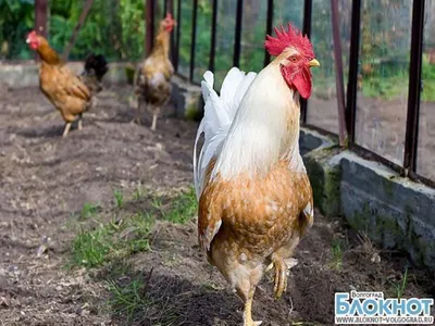Курицы: последние новости на сегодня, самые свежие сведения | v1.ru -  новости Волгограда