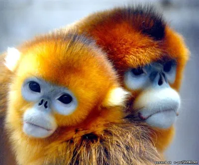 Бирманская курносая обезьяна (Snub Nosed Monkey) — вид тонкотелых