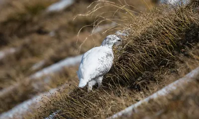 Куропатка в зелени - альпийские животные страдают от мягкой зимы
