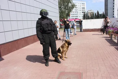 Курск | 19 августа в Курске пройдет День фронтовой собаки - БезФормата