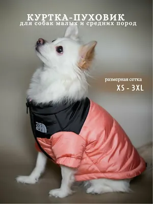 Зимний комбинезон Pet Fashion Judy для собак. Одежда для животных