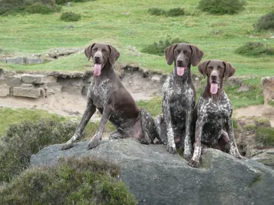 Три собаки курцхаар - фото и обои. Красивое изображение \