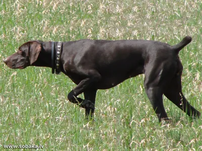 SOBAKI.PRO | Породы собак | Курцхаар | Фото 21912