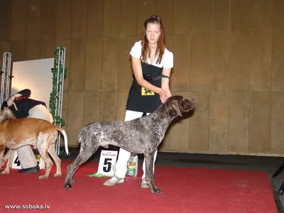Международная выставка собак (FCI CACIB) - Курцхаар - Фото №45