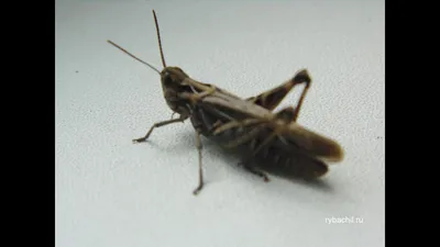 Кузнечик фото насекомое. Серый кузнечик фото. | Рыбачил.ru