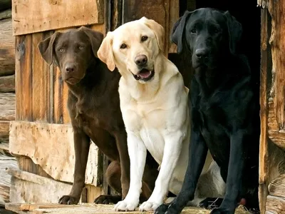 Лабрадор-ретривер: активная и любящая собака с дружелюбным характером | Dog  Breeds | Дзен