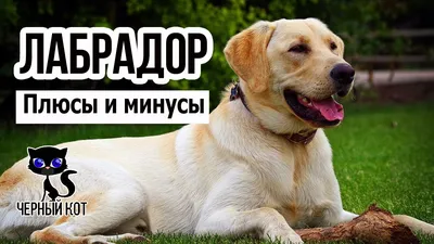 Пропал чёрный лабрадор ретривер - Пропавшие собаки Москвы