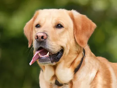 маленький желтый щенок золотистого ретривера в осеннем поле листьев, щенки  фото собак, собака, щенок фон картинки и Фото для бесплатной загрузки