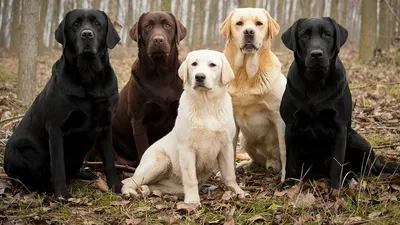 Лабрадор-ретривер: идеальный пес для семьи | Много собак | Дзен