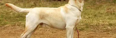 Красивый перспективный щенок лабрадор ретривер!: 30 000 грн. - Собаки Київ  на Olx