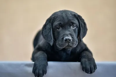 Черный лабрадор ретривер щенок отдыхает · Бесплатные стоковые фото