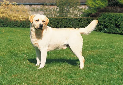 Сухой корм Royal Canin \"Labrador Retriever Adult\" для собак породы лабрадор  ретривер старше 15 месяцев, цены в Самаре, характеристики, фото, для  взрослых собак (1-6 лет) в интернет-магазине Клампи