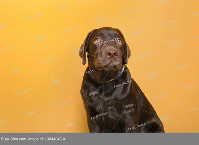 Шоколадный лабрадор-ретривер Стоковое Изображение - изображение  насчитывающей щенок, шоколад: 162186559