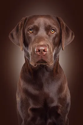 Шоколадный лабрадор — купить в Красноярске. Собаки, щенки на  интернет-аукционе Au.ru