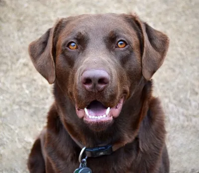 шоколадный лабрадор смотрит в камеру, картинка коричневой собаки, собака,  Hd фон картинки и Фото для бесплатной загрузки