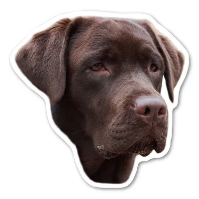 Шоколадный лабрадор – купить в Москве, цена 35 000 руб., продано 28 мая  2018 – Собаки