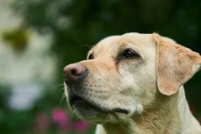 Чем кормить лабрадора: питание взрослой собаки - Блог Зоомапы