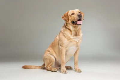 Лабрадор-ретривер собака: фото, характер, описание породы
