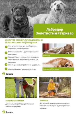 Лабрадор и золотистый ретривер: в чем отличия | Royal Canin