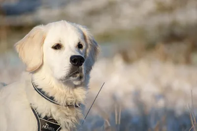 Золотистый ретривер (Golden Retriever) - это умная, энергичная и  дружелюбная порода собак. Фото, описание, цены, отзывы владельцев.