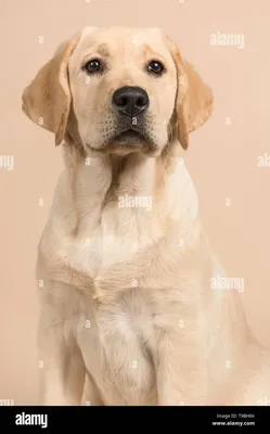Лабрадор-ретривер картинка #345101 - Красивый портрет щенка лабрадора-ретривера  смотрит в сторону на кремовом фоне в вертикальном изображении Фото со стока  - Alamy - скачать