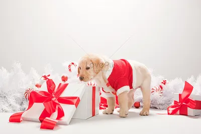 В поисках щенка лабрадора в новогодней подарочной коробке изображение_Фото  номер 501472575_JPG Формат изображения_ru.lovepik.com