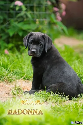 Черные щенки лабрадора ретривера — купите собачку в Москве за 25000 ₽ на  ZooYa.ru