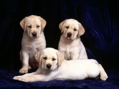 Три светлых щенка лабрадора, обои с собаками, картинки, фото 1024x768