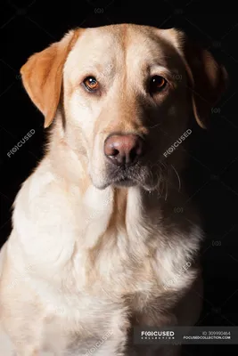 Лабрадор-ретривер картинка #345095 - Портрет удивительной собаки-лабрадора-ретривера,  смотрящей в камеру на черном фоне. — чистокровный, милый - Стоковая  фотография | #309990464 - скачать