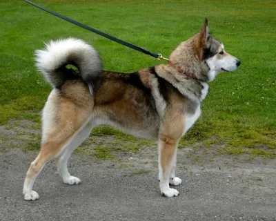 Восточносибирская лайка (Easten-Sibirian Laika) - это сильная, выносливая и  умная порода собак. Описание, фото, отзывы.
