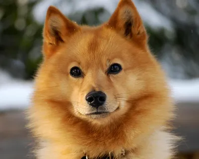 Финская лайка (Finnish Spitz) - это неприхотливая, веселая и активная  порода собак. Фото, описание и отзывы.