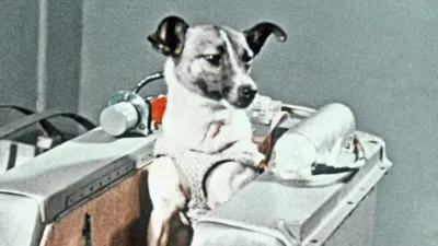 История самой одинокой и несчастной собаки в мире - 03.11.2022, Sputnik  Беларусь