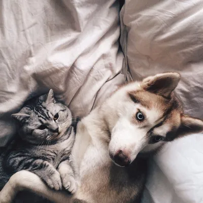 Фото Лайка и полосатый кот лежат в кровати