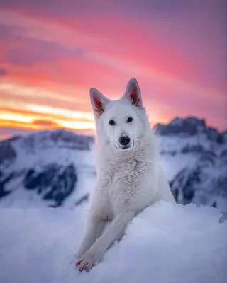Фото Собака породы лайка на снегу, by rastawhiteshepherd