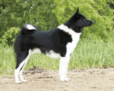 Русско-европейская лайка (Russo-European Laika) - очень активная, умная и  универсальная порода собак. Фото, описание и отзывы.
