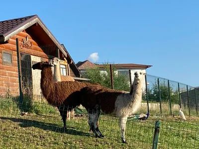 Экологический парк Биосфера, лама, вольер животных, Калуга, Ленинский округ  — Яндекс Карты