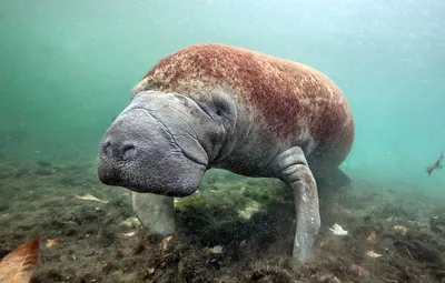 Обои ламантин, морская корова, Florida, Crystal River, West Indian Manatee  картинки на рабочий стол, раздел животные - скачать