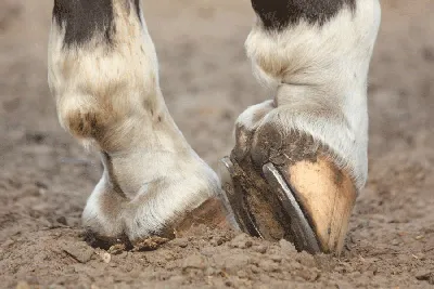 🐎ЛАМИНИТ У ЛОШАДЕЙ | NoviStem 🧬 Новистем | Дзен