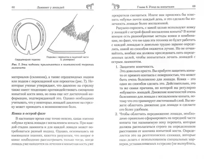 Инфекция borrelia burgdorferi у лошадей (болезнь лайма) / Infection  borrelia burgdorferi in horses (lyme disease)