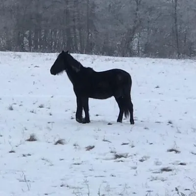 Лошади, на которых больше не ездят верхом — rrrrrrr