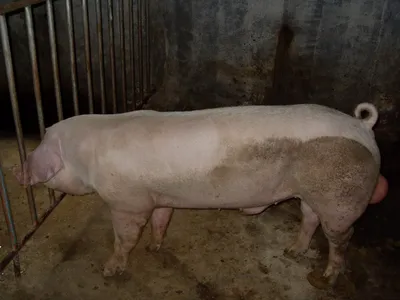 Ландрас порода свиней характеристика фото