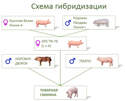 Характеристика и описание породы свиней ландрас: как кормить, разводить с  описание и отзывами фермеров (+фото)