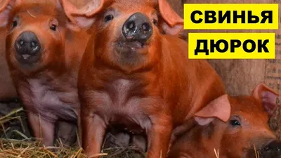 Продуктивные качества свиней разного генотипа ирландской селекции – тема  научной статьи по животноводству и молочному делу читайте бесплатно текст  научно-исследовательской работы в электронной библиотеке КиберЛенинка