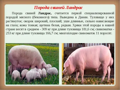 Продам ландрас порода свиней, купить ландрас порода свиней, Республика  Марий Эл — Agro-Russia