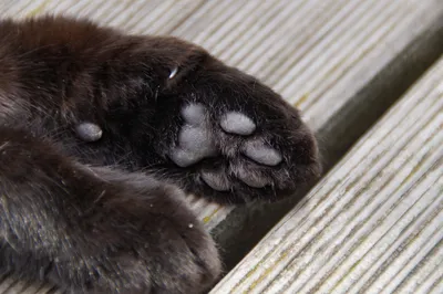 Spider Monkey Paw in Kelly's hand | It was very soft and smo… | Flickr