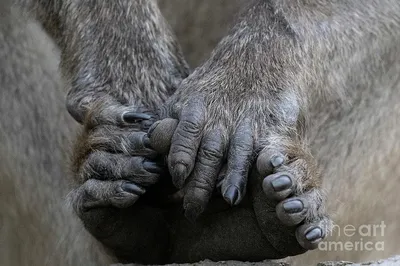 Lucky Monkey\" Paw (Chacma Baboon), Three Wishes | SkullStore Inc.