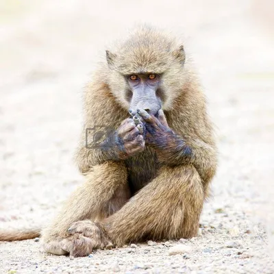 Monkey smiles and waves his paw on a white background. Stock Vector | Adobe  Stock